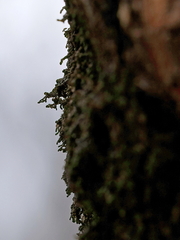 Frullania eboracensis