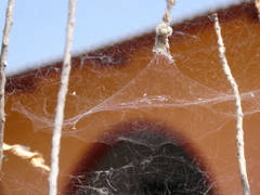 Cyrtophora citricola