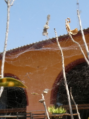 Cyrtophora citricola