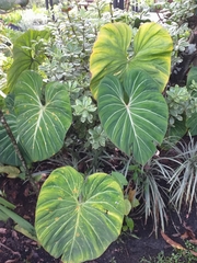 Philodendron gloriosum