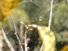 Cyrtophora citricola