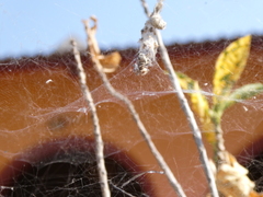 Cyrtophora citricola