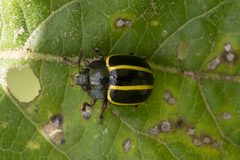Desmogramma
