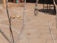 Cyrtophora citricola