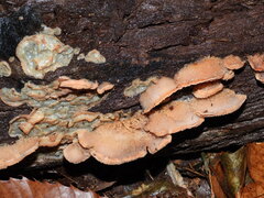 Merulius tremellosus