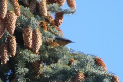 Sitta canadensis