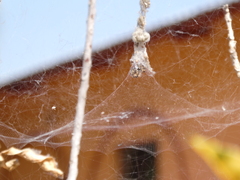 Cyrtophora citricola