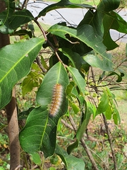 Anthela acuta