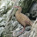 Buff Weka - Photo (c) Ben Ackerley, some rights reserved (CC BY-NC), uploaded by Ben Ackerley