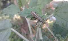 Naupactus xanthographus