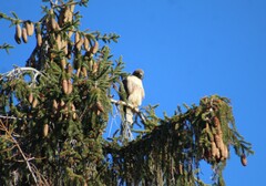 Buteo jamaicensis