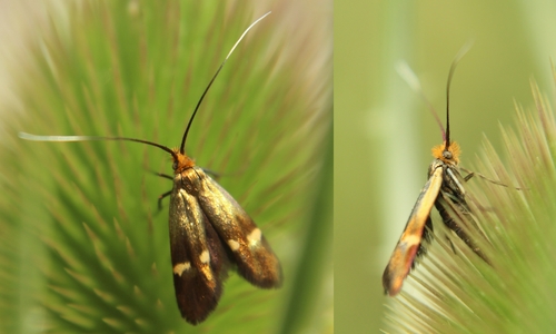 Nemophora raddaella