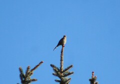 Myadestes townsendi