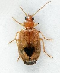 Lebia abdita