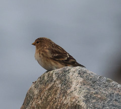 Linaria flavirostris