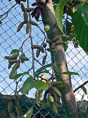Alnus