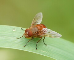 Calliphora ochracea