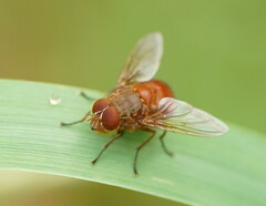 Calliphora ochracea