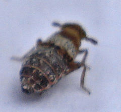 Conomelus anceps