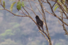 Knipolegus lophotes
