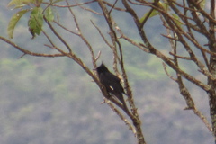 Knipolegus lophotes