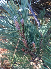 Pinus thunbergii