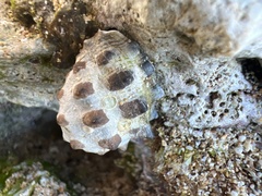 Muricidae