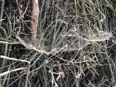 Cyrtophora citricola