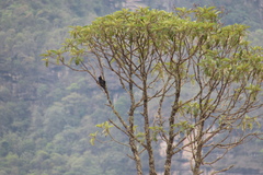 Knipolegus lophotes