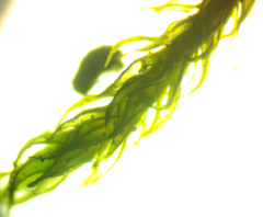 Brachythecium laetum