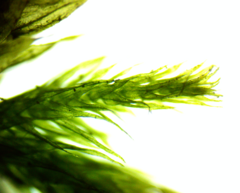 Brachythecium laetum