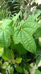 Dioscorea sansibarensis
