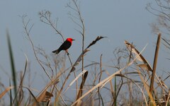 Amblyramphus holosericeus