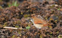 Certhiaxis cinnamomeus