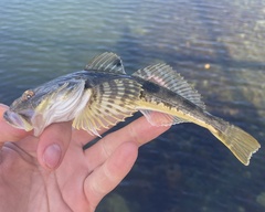 Leptocottus armatus