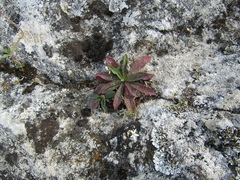 Pilosella caespitosa