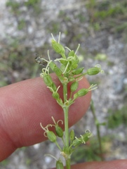 Silene eugeniae