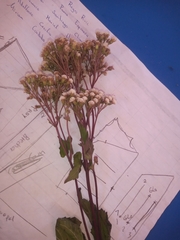 Ageratina riparia