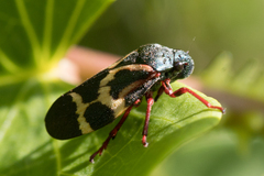 Deois flexuosa