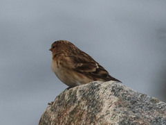 Linaria flavirostris