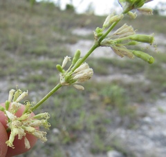 Silene eugeniae
