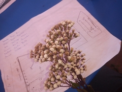Ageratina riparia