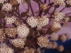 Ageratina riparia