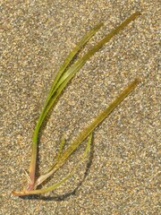 Zostera