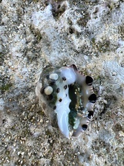 Muricidae