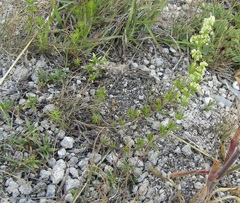 Galium humifusum