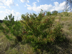 Cornus sanguinea australis