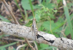 Omalotettix obliquus