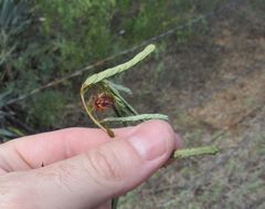 Cassiinae