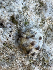 Muricidae